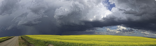 Panoramic of storm clouds gather over a sunlit canola field and country road; Alberta, Canada PosterPrint - Item # VARDPI2324408