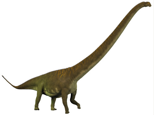 Mamenchisaurus, a plant-eating sauropod dinosaur from the late Jurassic Period of China Poster Print - Item # VARPSTCFR200195P