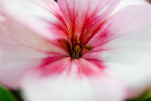 Close-Up Of Bright Pink Flower. PosterPrint - Item # VARDPI1976386