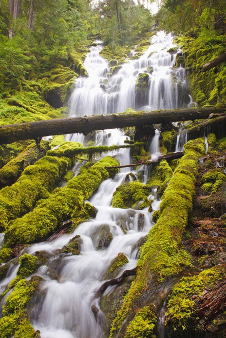 Proxy Falls In Willamette National Forest; Oregon, United States of America PosterPrint - Item # VARDPI1998566