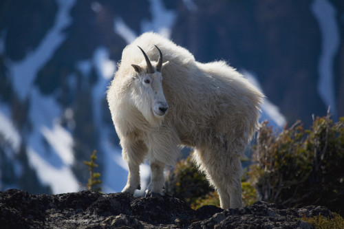 Mountain Goat Looking Left In Winter Coat, Olympic Mountains, Washington, Usa PosterPrint - Item # VARDPI2323622