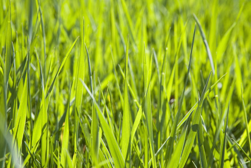 Calgary, Alberta, Canada; Blades Of Grass PosterPrint - Item # VARDPI1876834