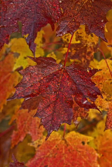 Fall Colors In Maple Leaves, Ontario. PosterPrint - Item # VARDPI2037448
