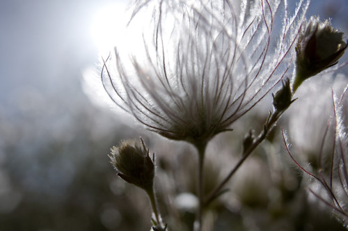 Extreme Close-Up Of Fuzzy White Flower PosterPrint - Item # VARDPI1975441