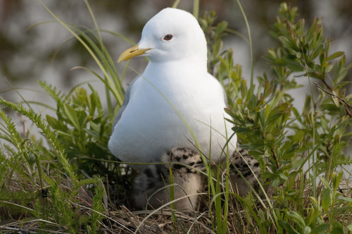 Close Up View Of A Glaucous Gull Nesting With Her With Chicks At Potter Marsh, Anchorage, Southcentral Alaska, Spring PosterPrint - Item # VARDPI2093566