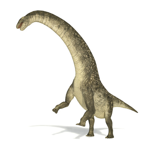 Titanosaurus dinosaur on white background with drop shadow Poster Print