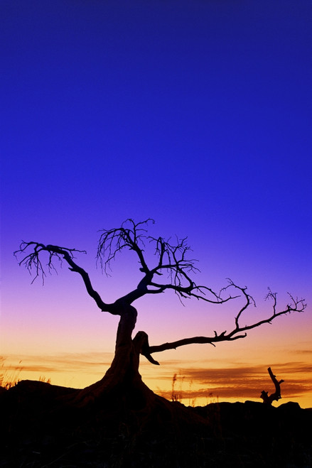 Silhouette Of A Tree At Sunset PosterPrint - Item # VARDPI10355