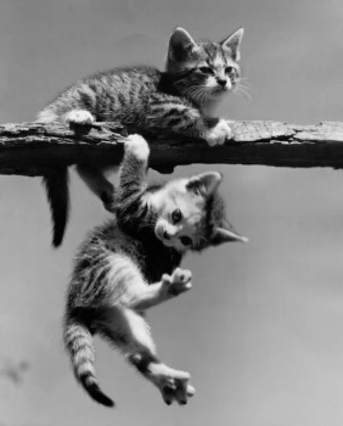 Two kittens playing on railing Poster Print