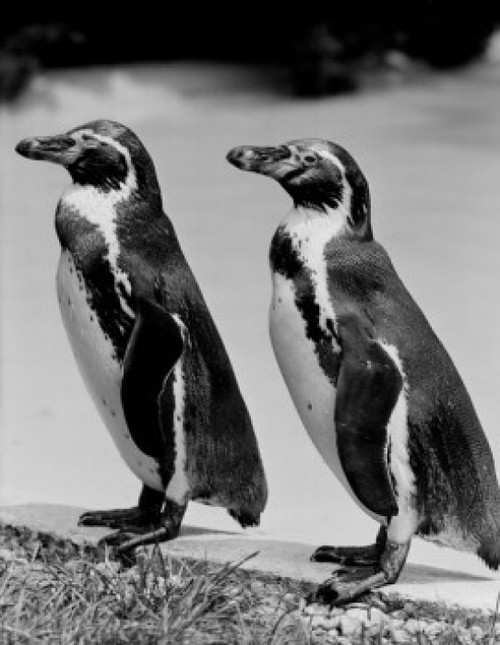 USA  Michigan  Detroit  Belle Isle  penguins in Children's Zoo Poster Print - Item # VARSAL255421571