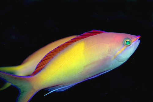 Malaysia, Mabul Island, This Male Peach Anthias, Pseudanthias Dispar PosterPrint - Item # VARDPI1990422