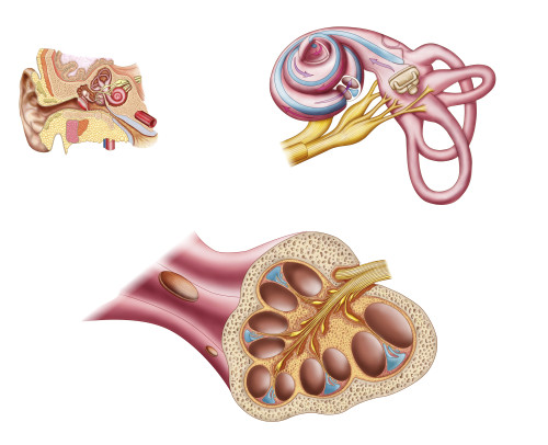 Anatomy of the cochlear duct in the human ear Poster Print - Item # VARPSTSTK700914H