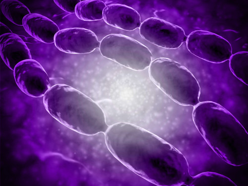 Microscopic view of bacterial pneumonia. Bacterial pneumonia is a type of pneumonia caused by bacterial infection. Pneumonia can be generally defined as inflammation of the lung parenchyma Poster Print
