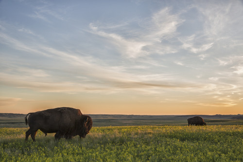 Bison roam the plains at sunset in Grassland National Park; Saskatchewan, Canada PosterPrint - Item # VARDPI12252421