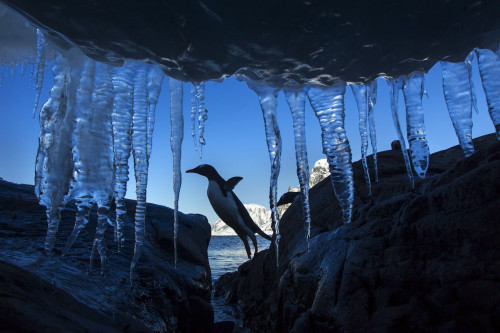 Antarctica, Petermann Island, Gentoo Penguin (Pygoscelis papua) leaping across rocks beneath wall of icicles along shoreline at sunset PosterPrint - Item # VARDPI2429438