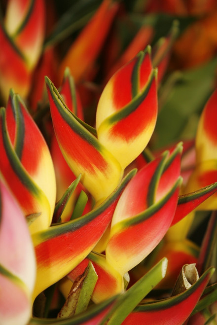 Hawaii, Big Island, Hilo, Close-Up Of Bunch Of Heliconia. PosterPrint - Item # VARDPI1980703