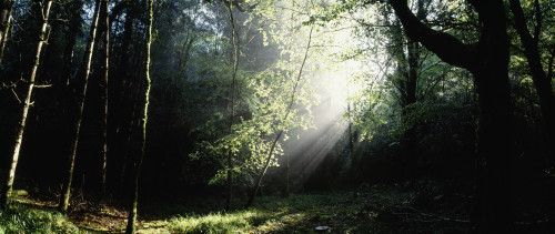 Killarney National Park, Co Kerry, Ireland PosterPrint - Item # VARDPI1804384