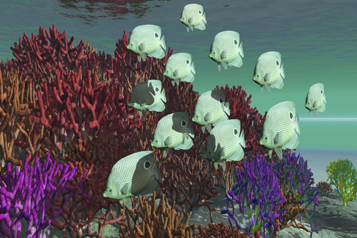 A school of butterflyfish swim over colorful coral Poster Print - Item # VARPSTCFR300015U