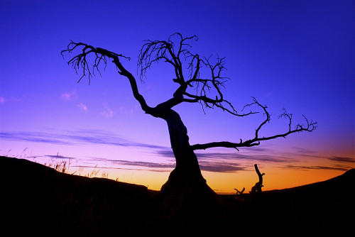 Silhouette Of A Tree At Sunset PosterPrint - Item # VARDPI10354