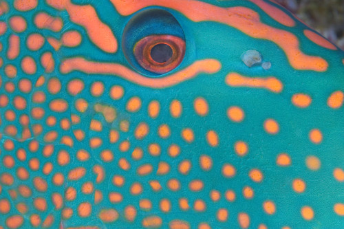 Indonesia, Extreme Close-Up Eye Of Bicolor Parrotfish (Cetoscarus Bicolor) PosterPrint - Item # VARDPI1993509