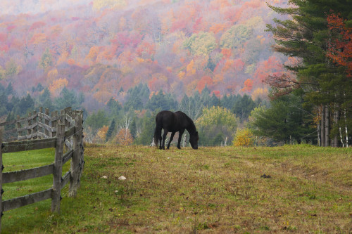 Horse grazing in early morning light and fog in autumn; Iron Hill, Quebec, Canada PosterPrint - Item # VARDPI2383662