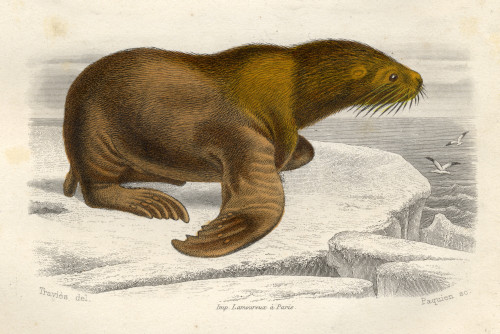 The Sea Lion, Drawn By Edouard Travies, Engraved By Paquien. PosterPrint - Item # VARDPI1859540