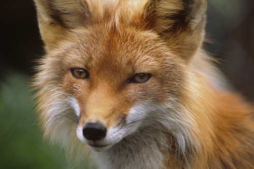 Captive: Close Up Of Red Fox At The Alaska Wildlife Conservation Center Along Turnagain Arm During Summer In Southcentral Alaska Captive PosterPrint - Item # VARDPI2099304