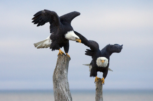 Two Bald Eagles Perched On Driftwood Near Homer, Alaska, Kenai Peninsula, Winter PosterPrint - Item # VARDPI2152637