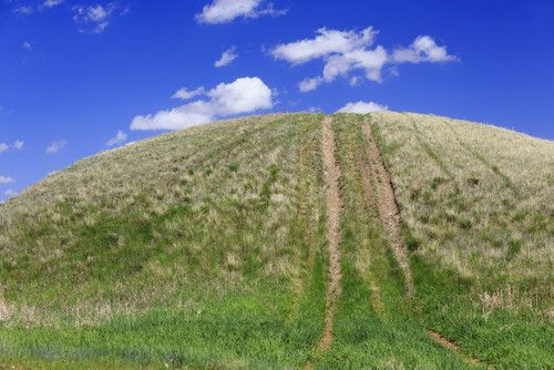 Tire tracks on a grassy hill; Cypress Hills, Saskatchewan, Canada PosterPrint - Item # VARDPI12259566