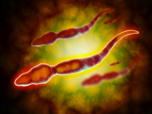 Microscopic view of a male sperm cell. Poster Print - Item # VARPSTSTK700464H
