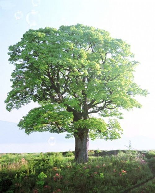 Single green tree standing in field with blue sky Poster Print by Panoramic Images (30 x 36) - Item # PPI118063