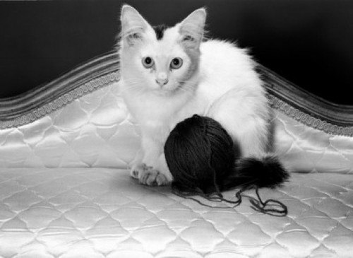 Kitten and ball of wool Poster Print - Item # VARSAL255417855