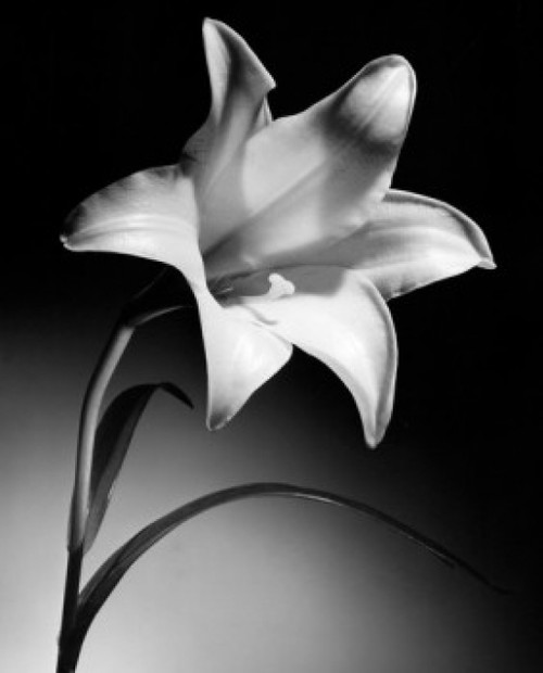 Close-up of a rose Poster Print - Item # VARSAL25532774