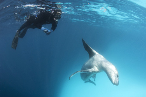 A snorkeller encounters a leopard seal, Astrolabe Island, Antarctica Poster Print - Item # VARPSTSJN400611U