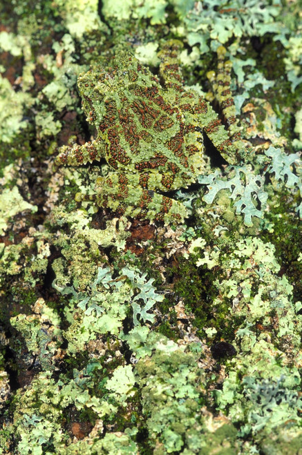 Camouflaged Vietnamese Mossy Tree Frog PosterPrint - Item # VARDPI1789231