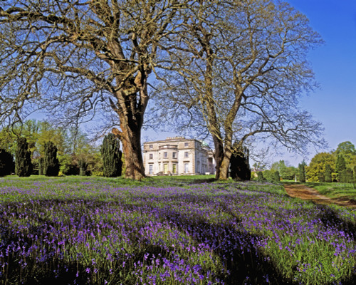 Bluebells In The Pleasure Grounds, Emo Court, Co Laois, Ireland PosterPrint - Item # VARDPI1798282