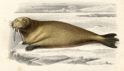 The Walrus, Drawn By Edouard Travies, Engraved By Paquien PosterPrint - Item # VARDPI1859542