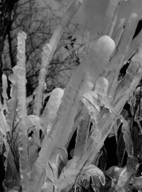 Ice covered trees Poster Print