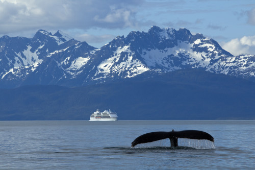 Composite: Humpback Whale Fluking In Lynn Canal With A Cruise Ship In The Distance, Inside Passage, Southeast Alaska, Summer PosterPrint - Item # VARDPI2102864