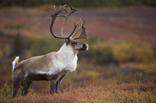 Bull Caribou On Autumn Tundra In Denali National Park, Interior Alaska PosterPrint - Item # VARDPI2093233