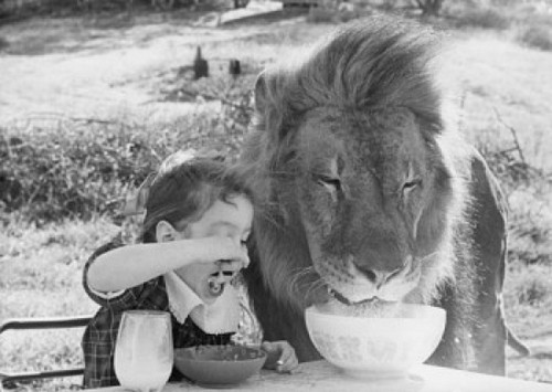 Close-up of a girl and a lion having breakfast together Poster Print - Item # VARSAL9901812