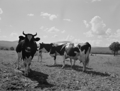 USA  New Hampshire  Lancaster  Holstein cows on pasture Poster Print - Item # VARSAL255424003