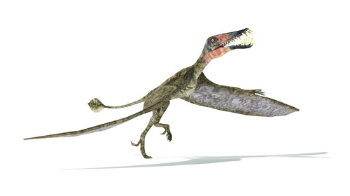 Dorygnathus flying dinosaur on white background with drop shadow Poster Print - Item # VARPSTVET600054P