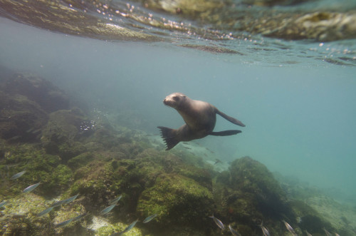 A sea lion swimming under the water's surface watching a school of fish;Galapagos, equador PosterPrint - Item # VARDPI1964384