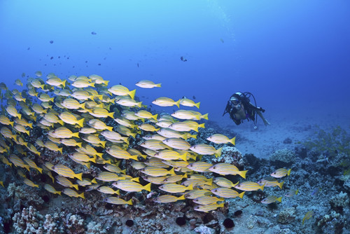 USA, Hawaii Islands, Schooling Bluestripe Snapper (Lutjanus Kasmira) And Diver; Maui PosterPrint - Item # VARDPI1970994