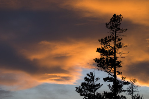 Silhouetted Tree At Sunset PosterPrint - Item # VARDPI1831840