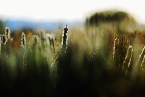Colorful Field Of Various Plants And Grasses. PosterPrint
