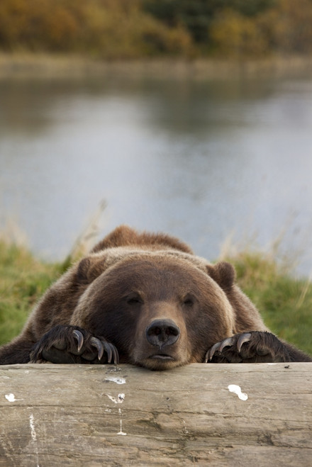 Captive Grizzly Bear Rests Its Head On A Log At The Alaska Wildlife Conservation Center, Southcentral Alaska PosterPrint - Item # VARDPI2149638