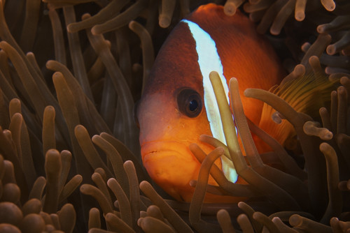 Cinnamon Clownfish in its host anemone, Fiji Poster Print