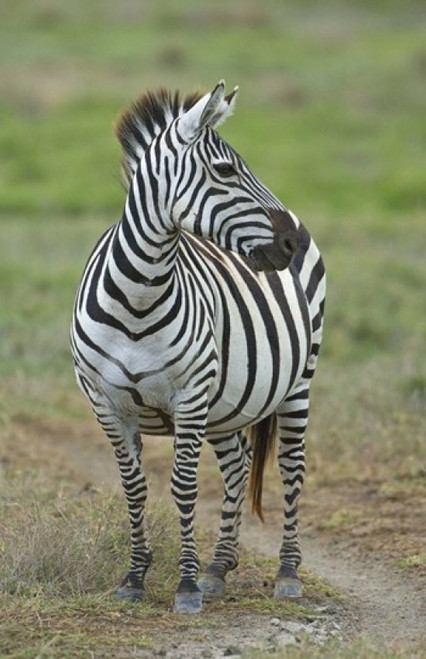 Zebra standing in a field  Ngorongoro Conservation Area  Arusha Region  Tanzania (Equus burchelli chapmani) Poster Print by Panoramic Images (16 x 24) - Item # PPI95911