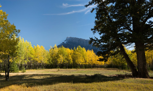 Aspen trees in autumn, Mount Rundle, Banff National Park, Alberta, Canada Poster Print - Item # VARPPI166946